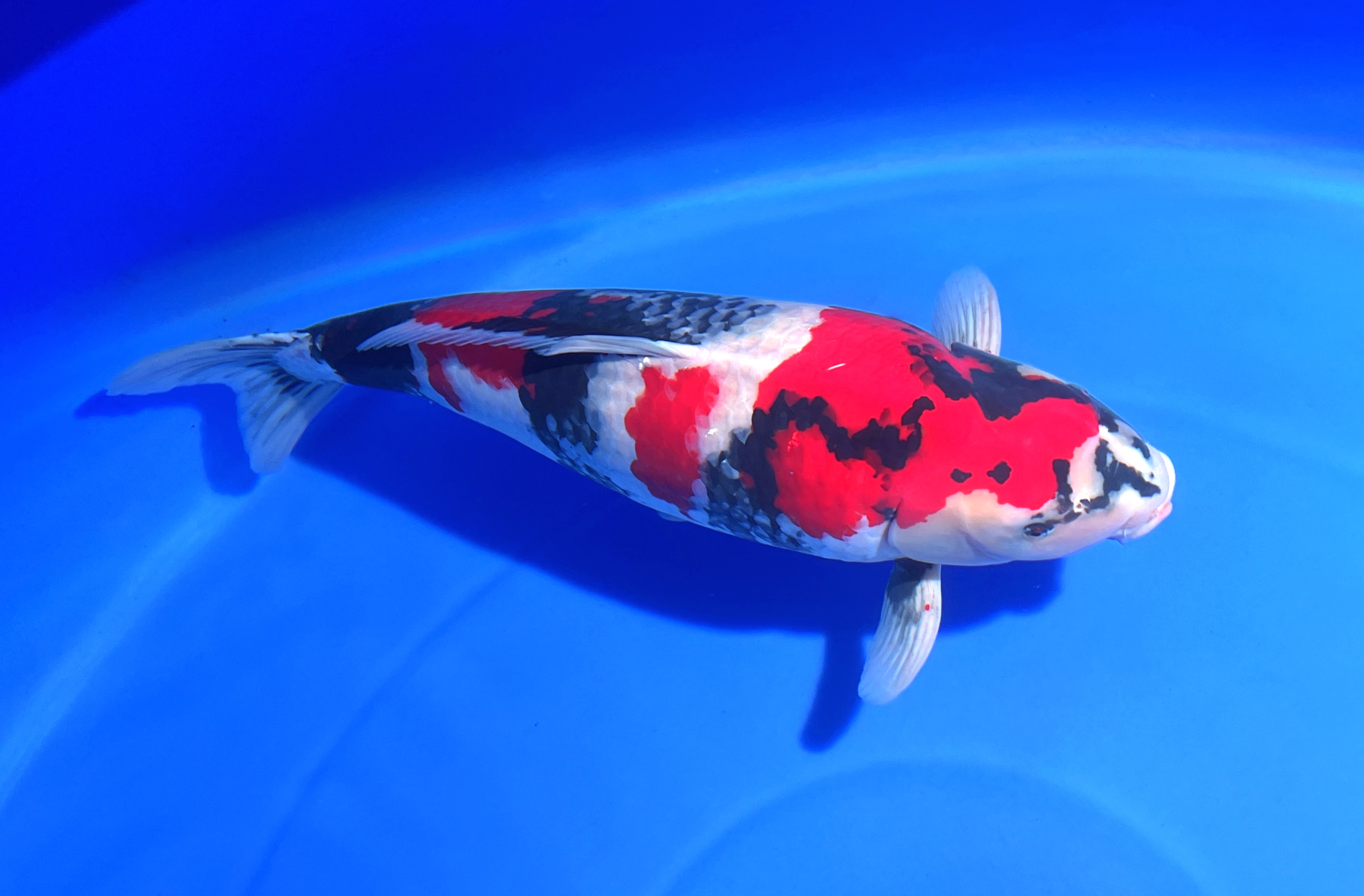 广东佛山：全国顶尖锦鲤在南海花博园选美_fororder_7b44f9f6b9541a178c012685fe81933c