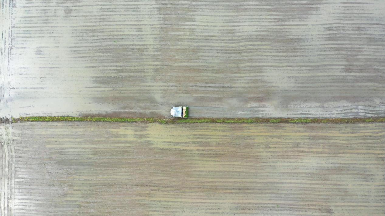 湖南衡山縣：早稻插秧忙 水田披“綠裝”_fororder_圖片3