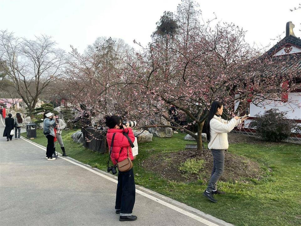 武漢東湖櫻花節浪漫開幕