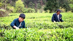 貴州鎮遠：魚米都坪茶飄香 鄉村振興産業旺