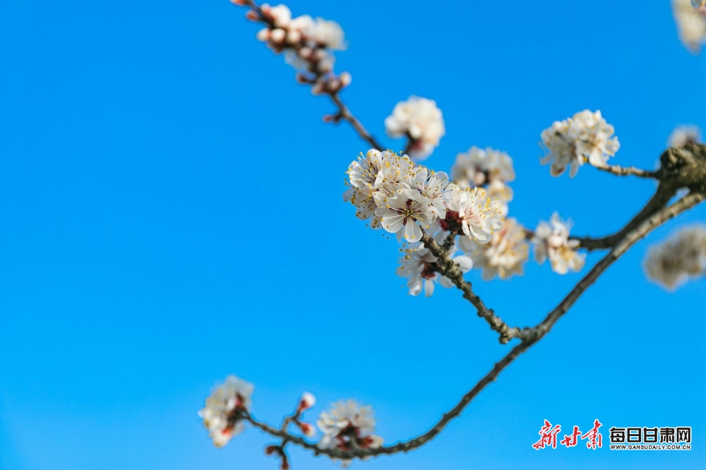 【輪播圖】甘肅臨夏東鄉唐汪：一夜東風粉蕊開 沁人花氣撲簾來_fororder_1