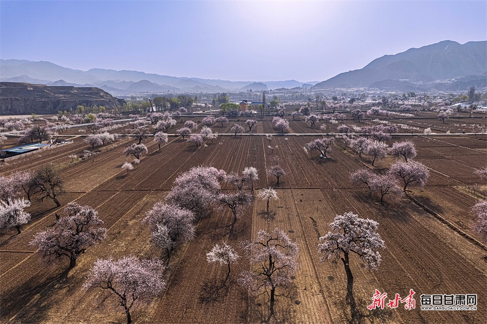 【輪播圖】甘肅臨夏東鄉唐汪：一夜東風粉蕊開 沁人花氣撲簾來_fororder_4