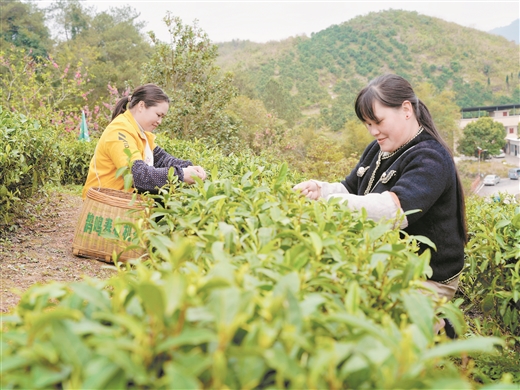 多元昭平茶 飄香國內外 ——昭平縣提升茶産業發展水準觀察