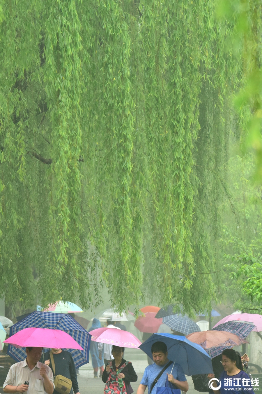 雨中柳树的唯美图片图片