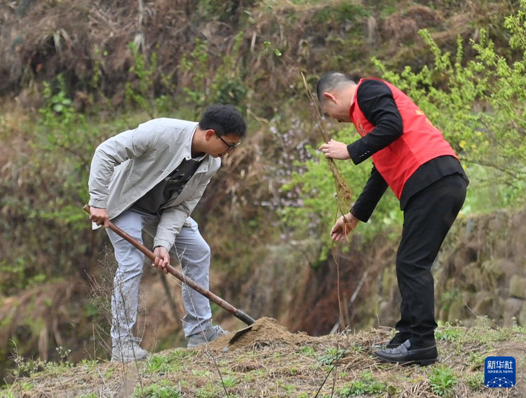 他們堅持每年種樹 守護綠水青山