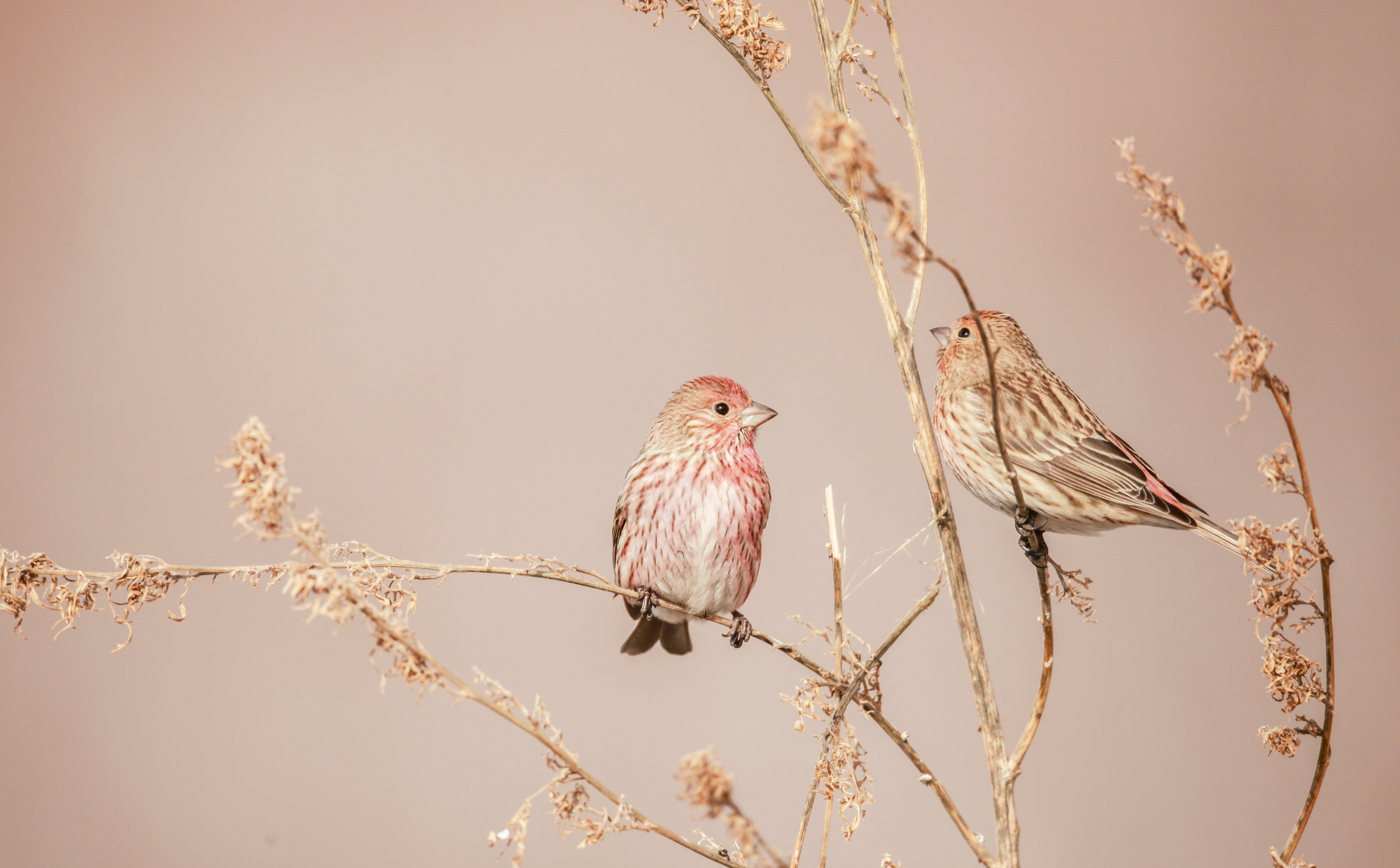 春日里的精灵_fororder_两只红眉朱雀你侬我侬，彼此相望。（摄影：才广）