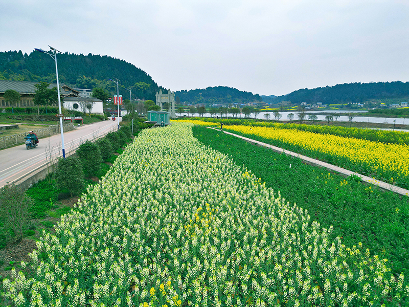 图集|邂逅资阳安岳醉美春光_fororder_安岳县卧佛镇卧佛村油菜花铺满