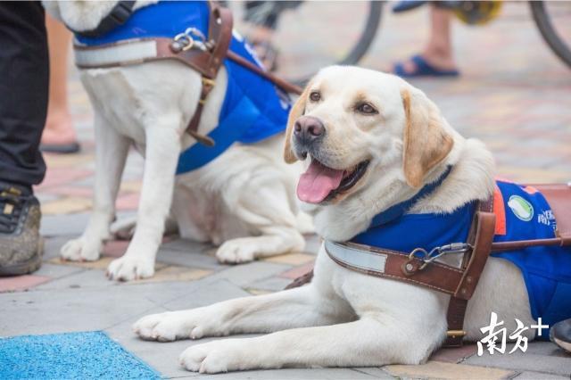 看广州首只导盲犬如何带视障人士“穿越拥挤人潮”