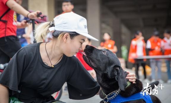 看广州首只导盲犬如何带视障人士“穿越拥挤人潮”