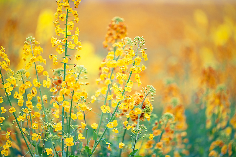 五彩缤纷油菜花图片