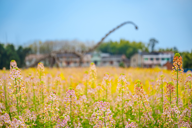 自贡沿滩：彩色油菜花绘就乡村振兴美丽画卷_fororder_2彩色油菜花绽放（摄影-廖志全）