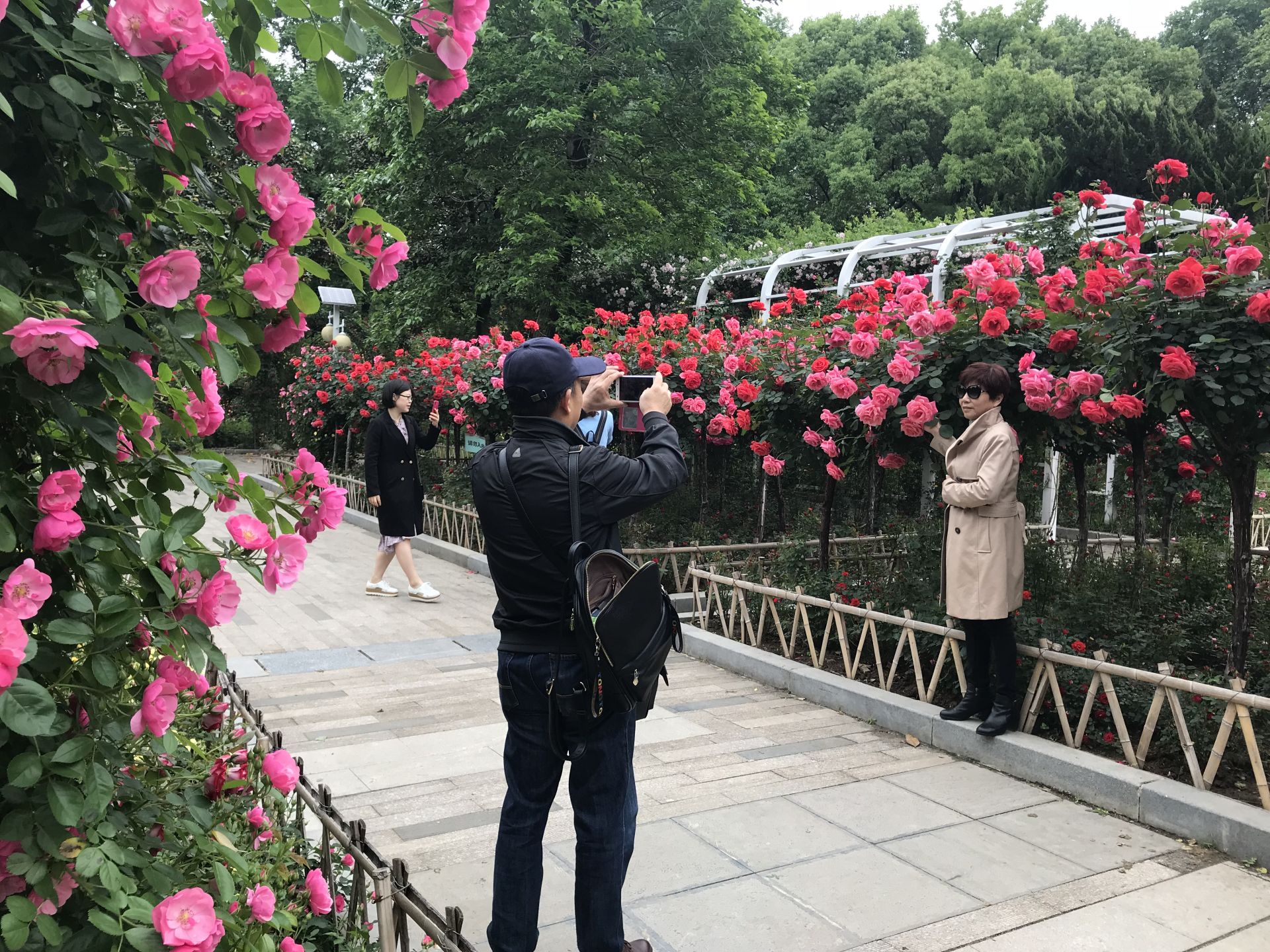 姹紫嫣红好个春 江南江北月季迎来盛花期