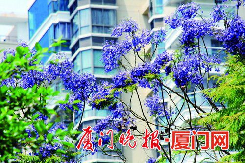 【旅游 列表】【滚动新闻】【地市 厦门】厦门蓝花楹盛开半个月 忠仑公园等多个公园可赏