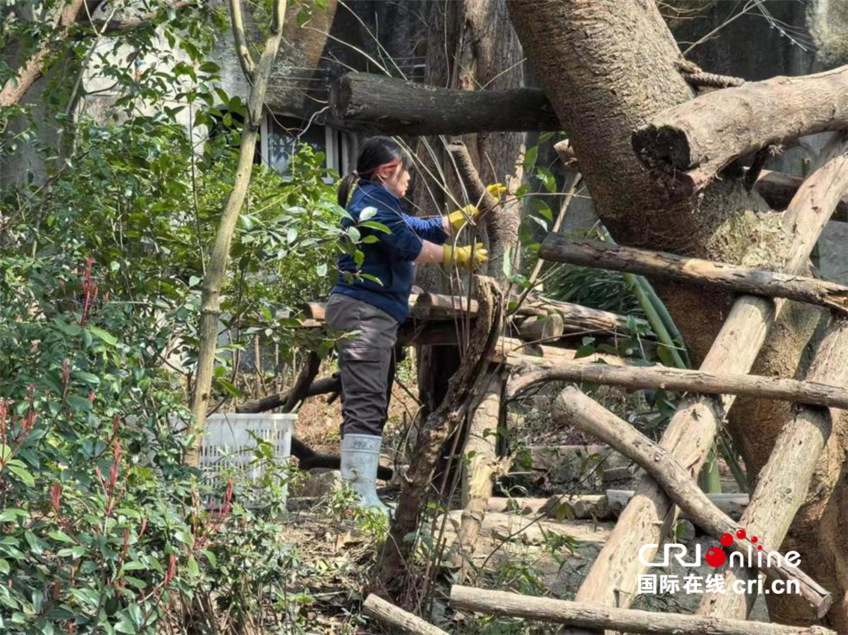 （一起看中国）“熊猫妈妈”的心愿_fororder_7a45aa61cc21447f8e7fb3a1ad46bd11