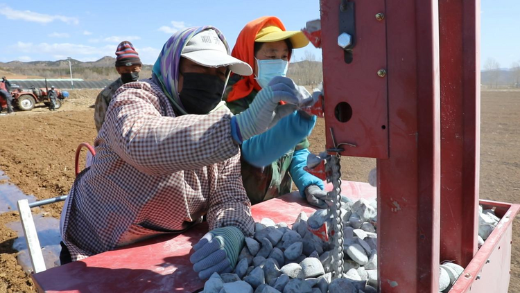 河北平泉:“訂單土豆”播種忙 農民致富信心足_fororder_圖片 4