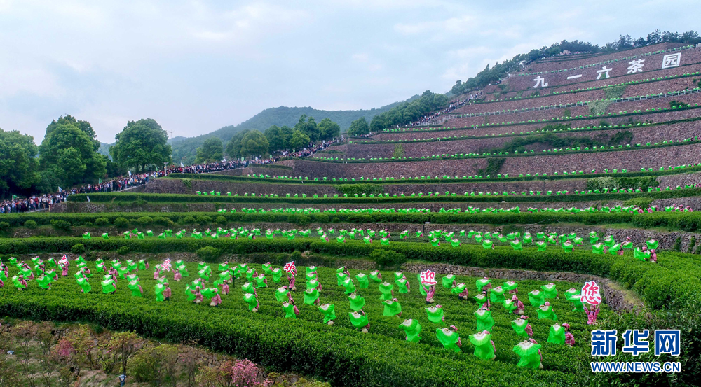 安徽：傳奇“蘭花”又飄香 萬畝茶園入畫來