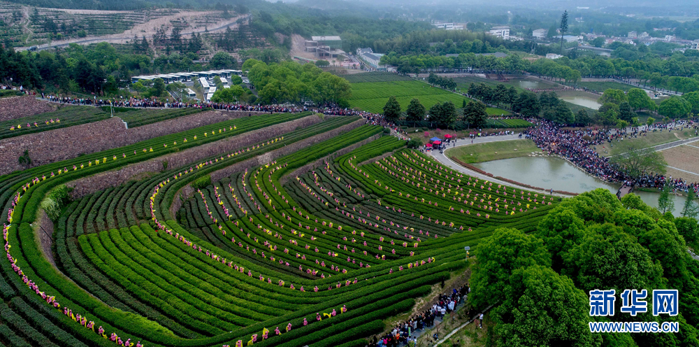 安徽：傳奇“蘭花”又飄香 萬畝茶園入畫來