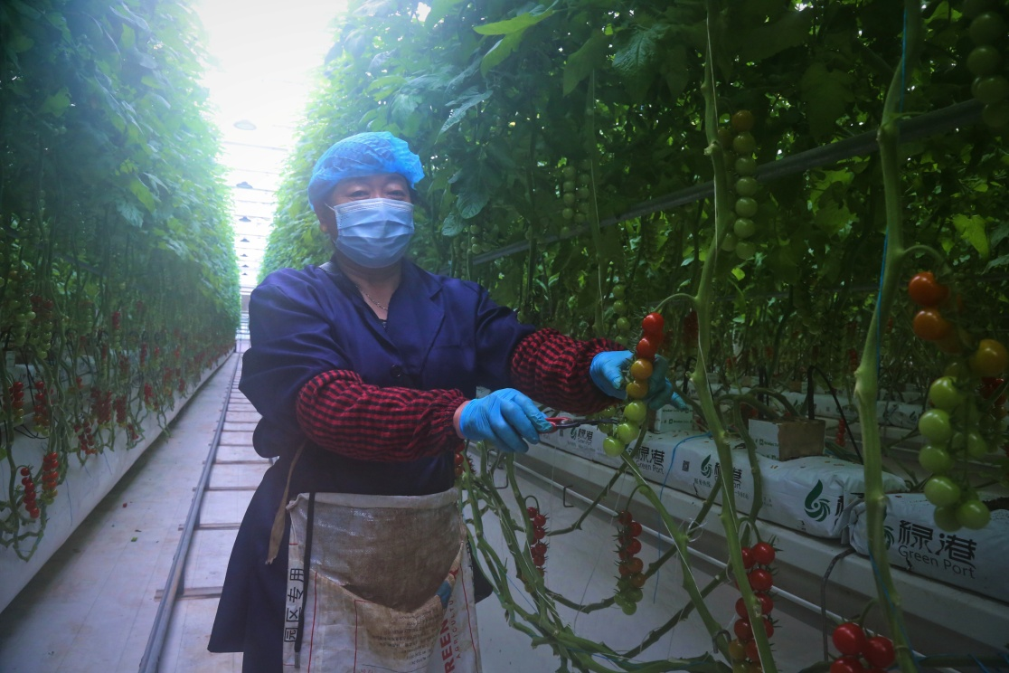 河北南皮：智能化种植特菜促增收_fororder_图片 3