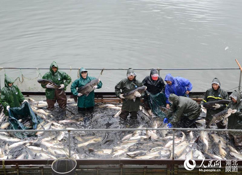 湖北保康：水美魚肥人歡笑