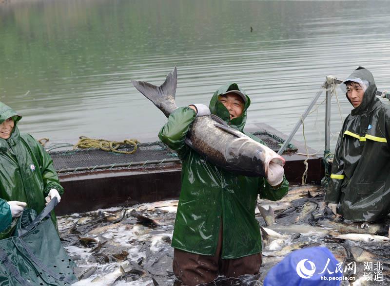 湖北保康：水美魚肥人歡笑