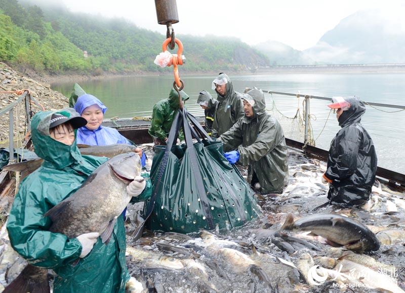 湖北保康：水美魚肥人歡笑