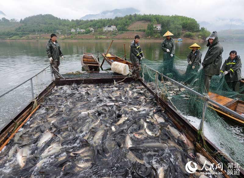 湖北保康：水美魚肥人歡笑