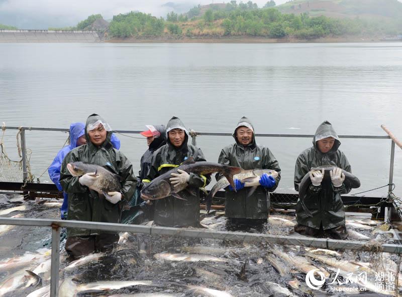 湖北保康：水美魚肥人歡笑