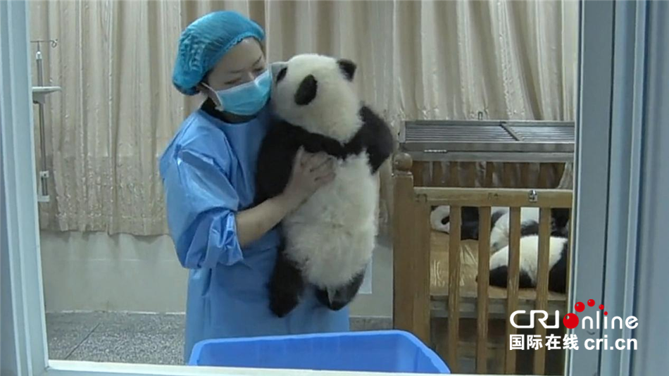 （一起看中国）“熊猫妈妈”的心愿_fororder_b322b18cb9874dfa836b8ed8de0a1eba