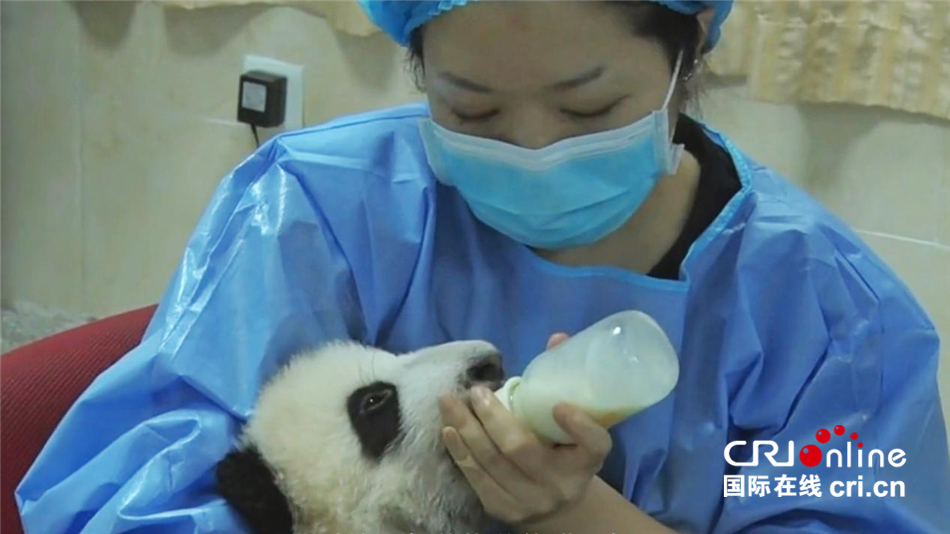 （一起看中国）“熊猫妈妈”的心愿_fororder_929a15385107496f9f2f2b884b649798