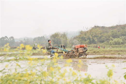 科技帶頭 農機加速 水利護航 ——廣西春季農業生産現場會見聞