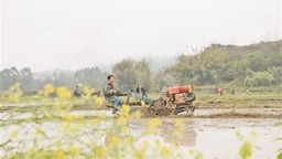 科技帶頭 農機加速 水利護航 ——廣西春季農業生産現場會見聞