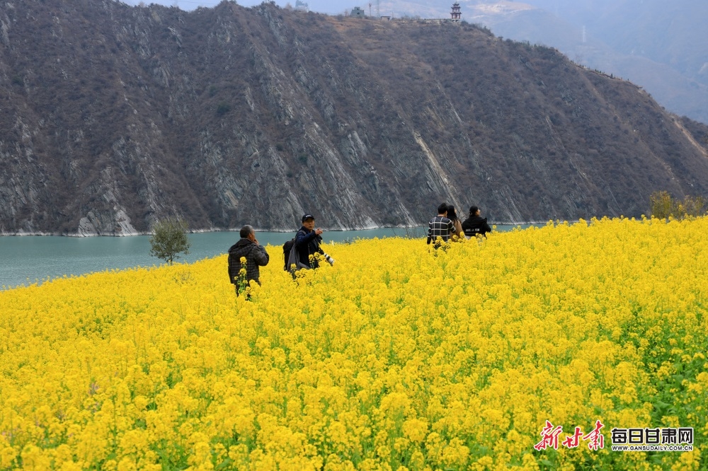 文縣玉壘油菜花開 白龍江畔春風拂面_fororder_4