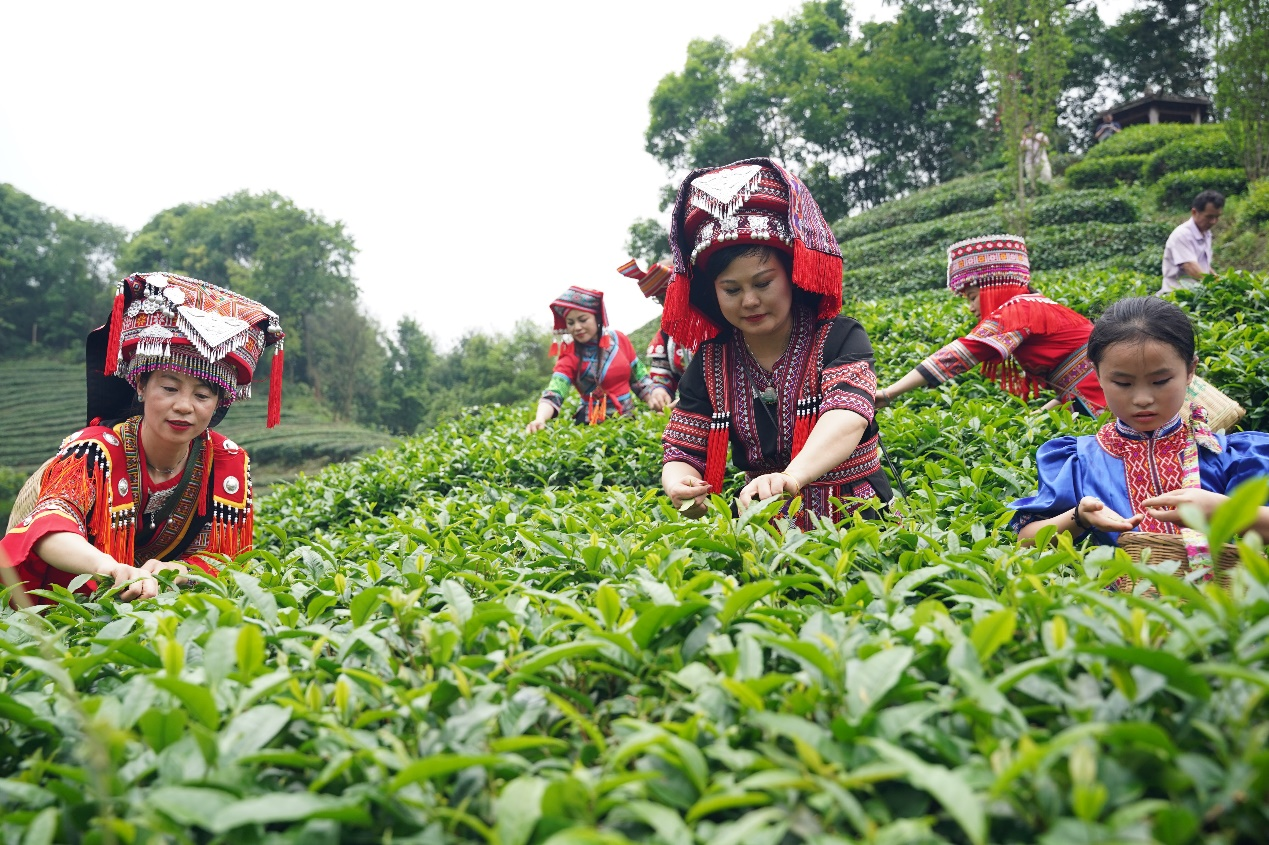 【潮起三月三】粵桂合作大灣區自駕遊首發團奔赴茶鄉廣西昭平文化之旅_fororder_圖片4