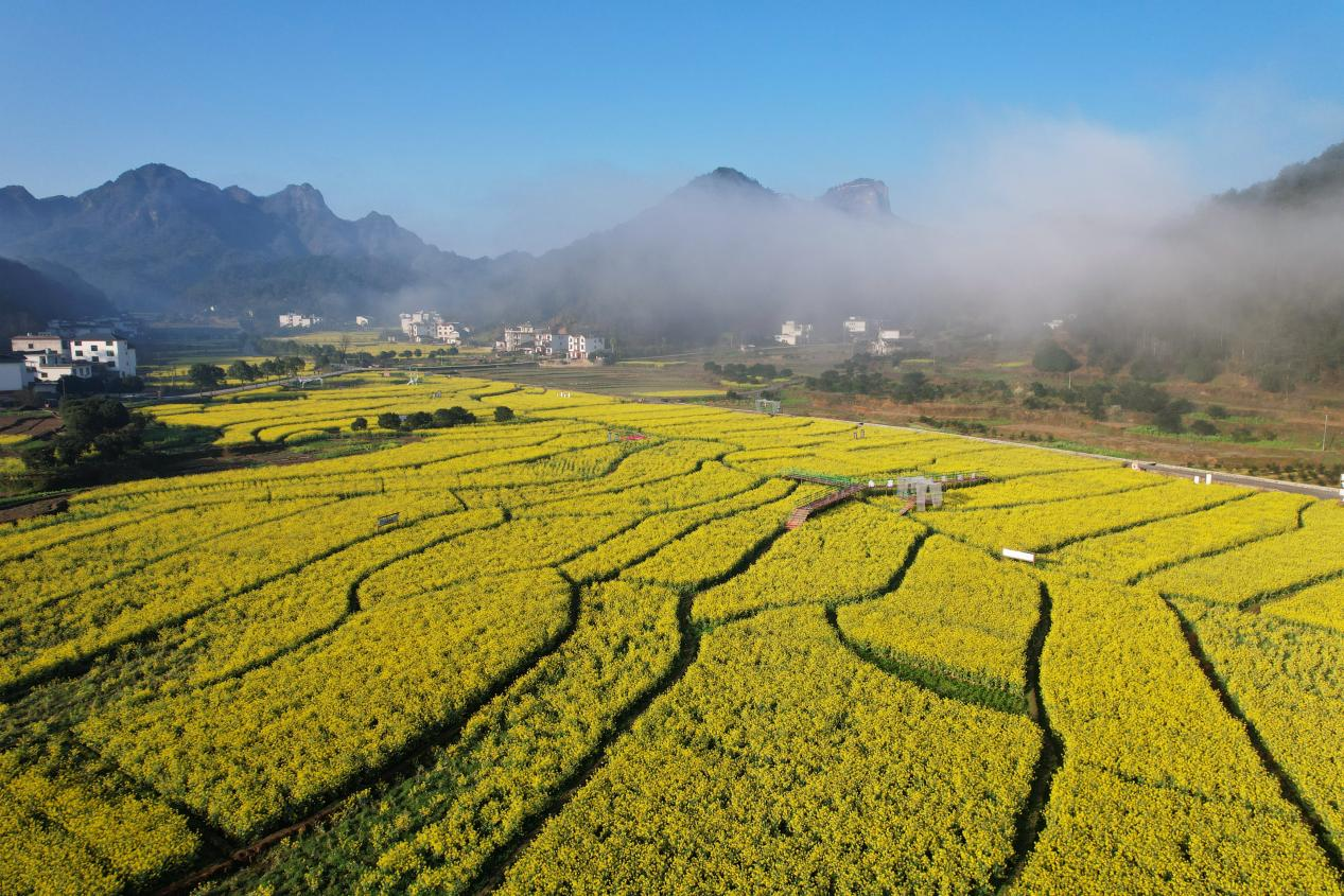 湖南崀山：云雾八角寨 醉美菜花黄_fororder_图片3