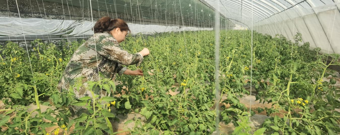 河北海兴：特色农业铺就致富路_fororder_图片6