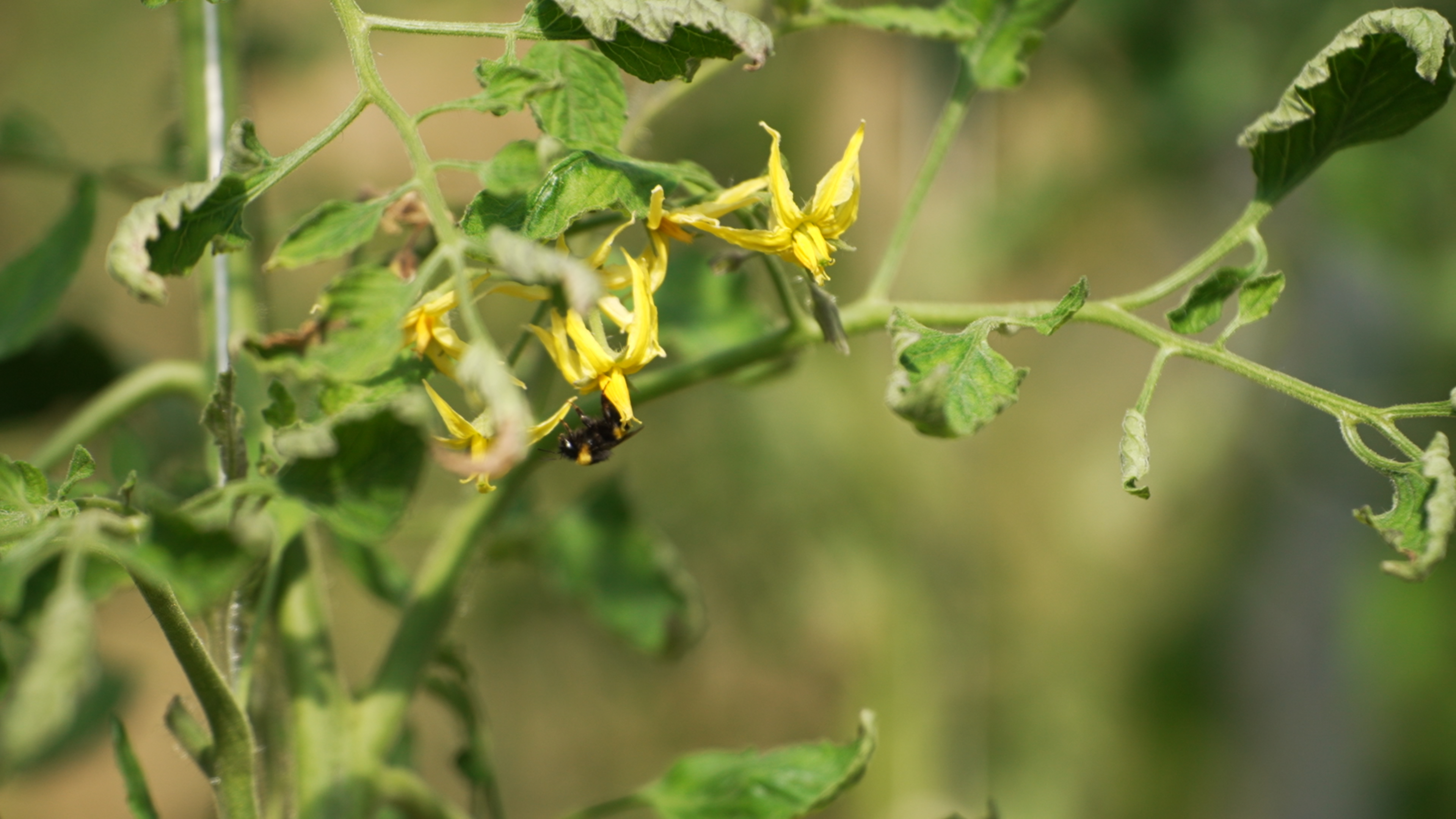 河北定兴：24小时鲜蔬端上北京餐桌_fororder_004