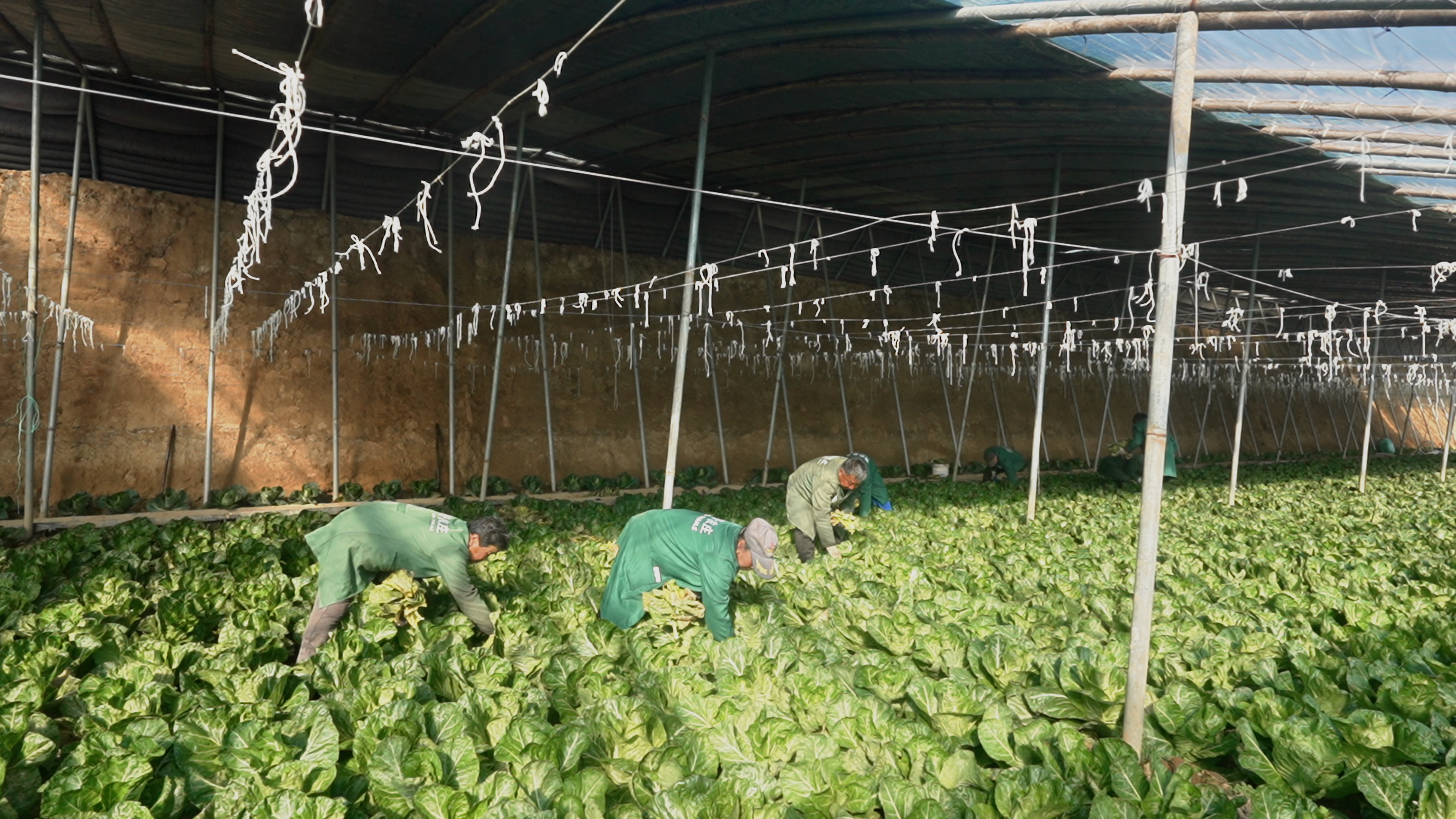 河北定兴：24小时鲜蔬端上北京餐桌_fororder_001