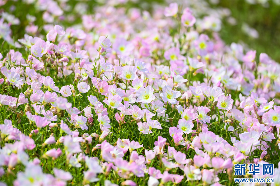 重庆：九万平方米月见草集中绽放 似“莫奈花园”