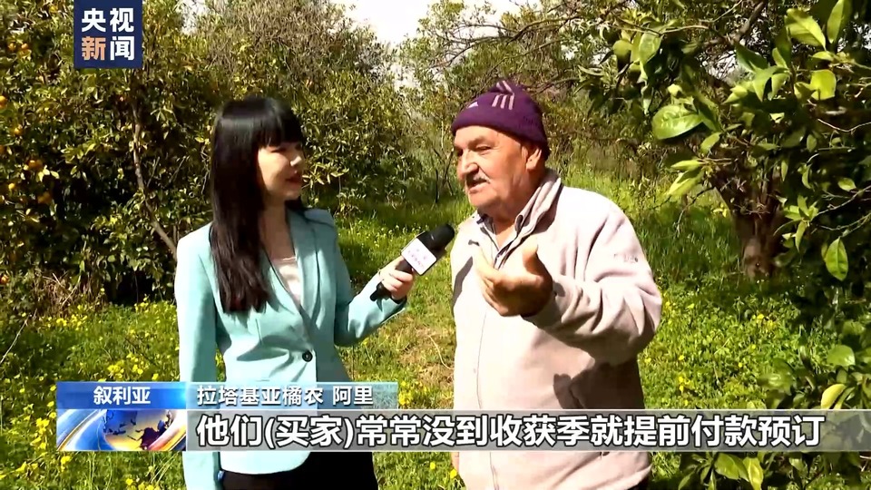 叙利亚危机13周年丨农业受重创 橘园萧条农田荒废