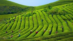 貴州甕安：春到茶山採茶忙  20萬畝茶飄香