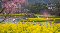 重慶巴南：花海踏春景如畫