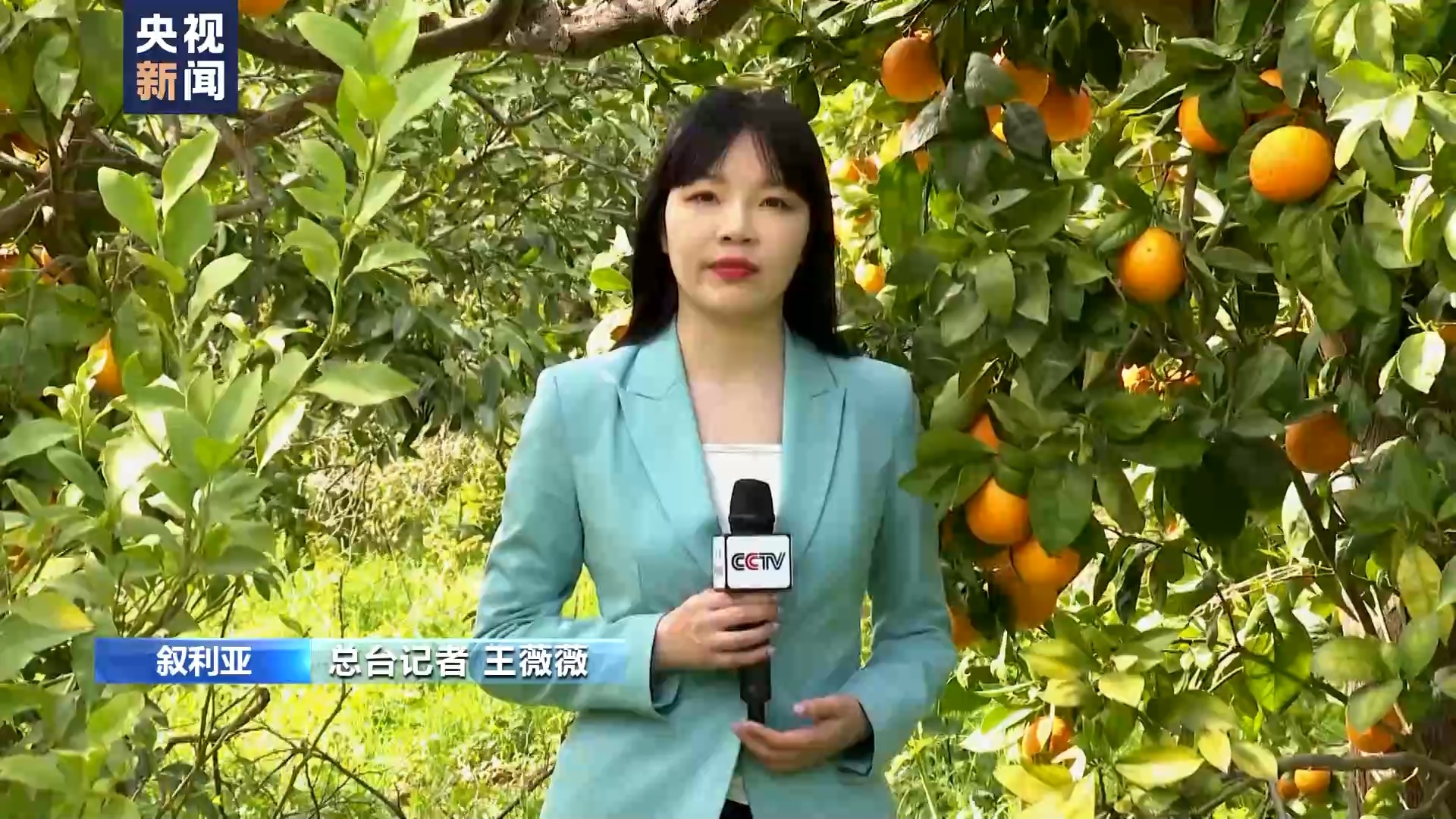 叙利亚危机13周年丨农业受重创 橘园萧条农田荒废