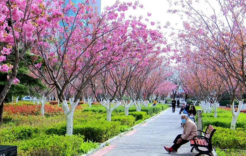 【原创】天水秦州：龙城日暖万物苏 春风十里花满城