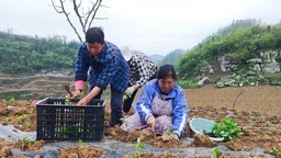 贵州瓮安：聚“椒”产业  富民兴村