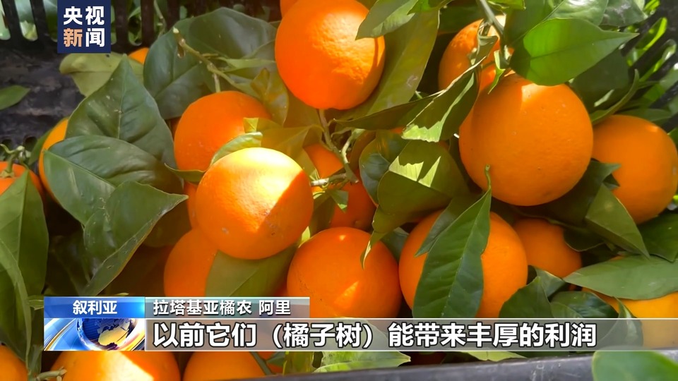 叙利亚危机13周年丨农业受重创 橘园萧条农田荒废