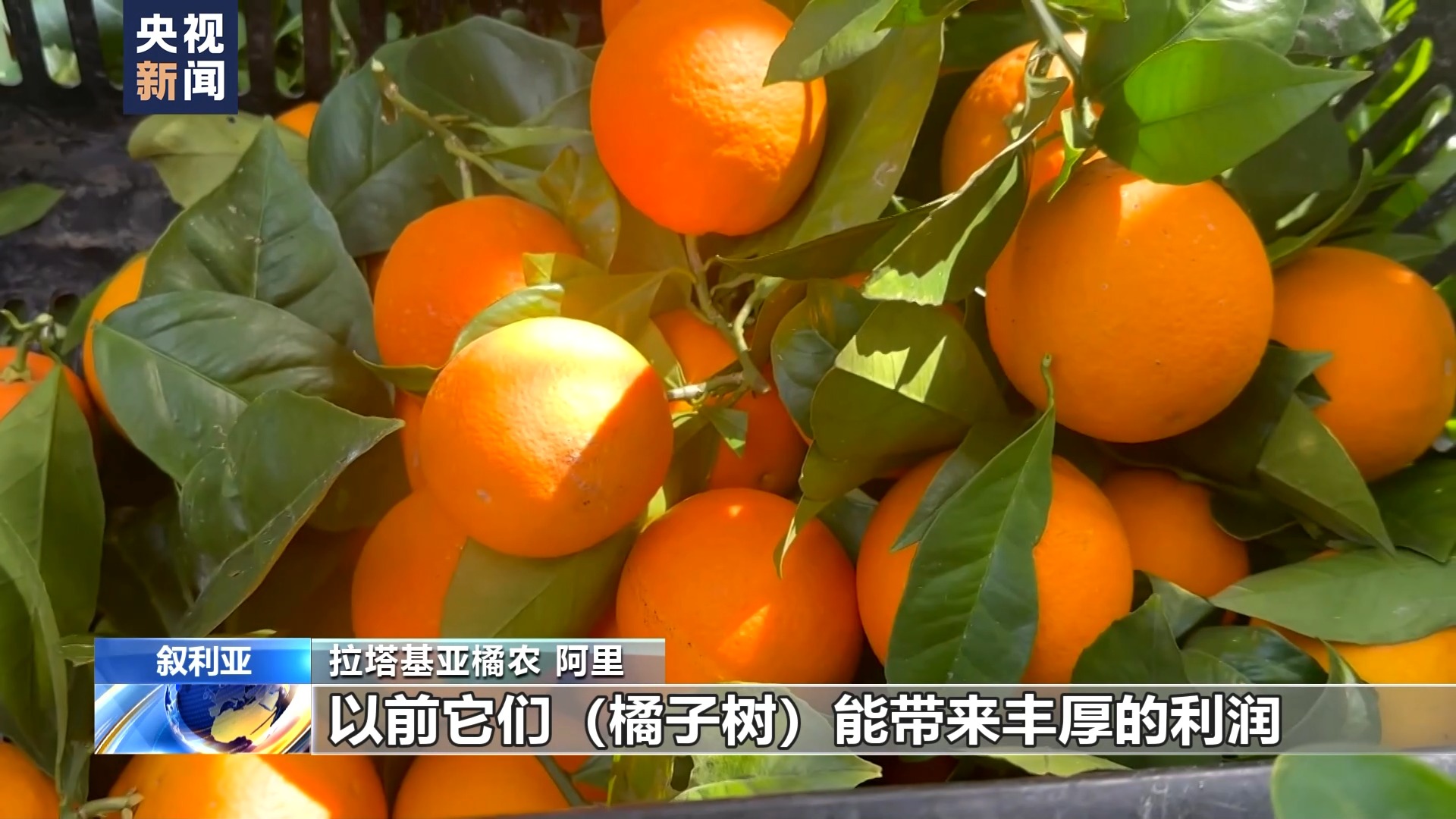 叙利亚危机13周年丨农业受重创 橘园萧条农田荒废