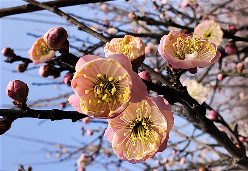 【春日里的河南】周口郸城：梅花朵朵开 只把春来报_fororder_图片10