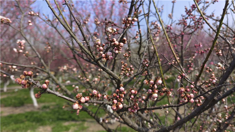 【春日里的河南】周口郸城：梅花朵朵开 只把春来报_fororder_图片11