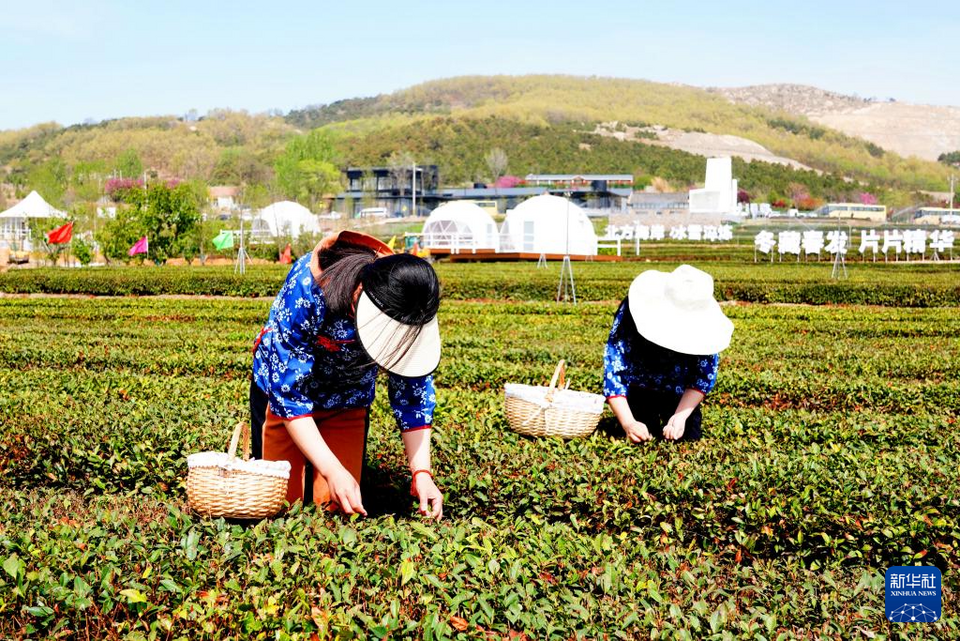 山東嵐山：春茶採摘忙
