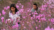 鞍山：映山紅花開